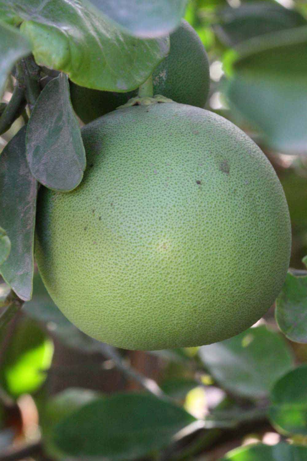            Fruit (Riverside, CA)   